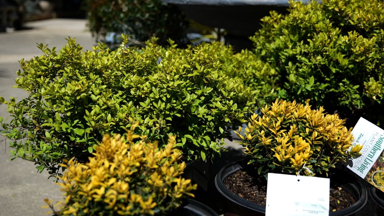 Get It Growing: New holly plants add colorful foliage to the landscape
